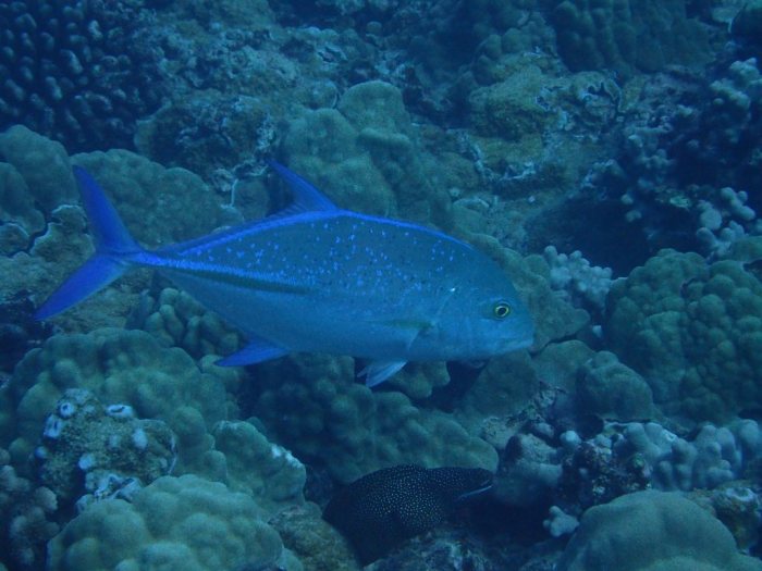 Caranx melampygus