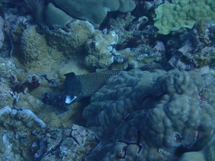 Gymnothorax meleagris