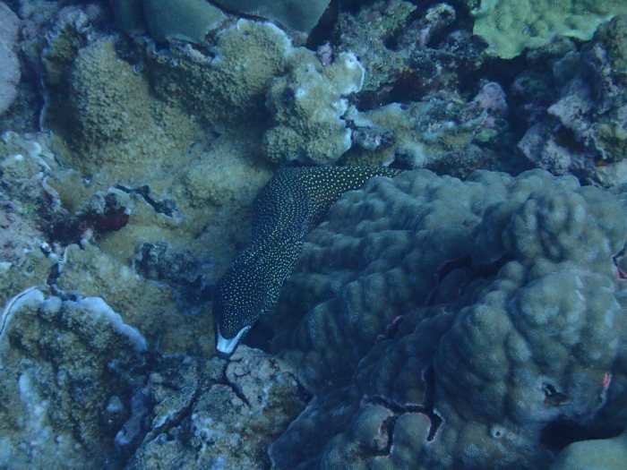 Gymnothorax meleagris