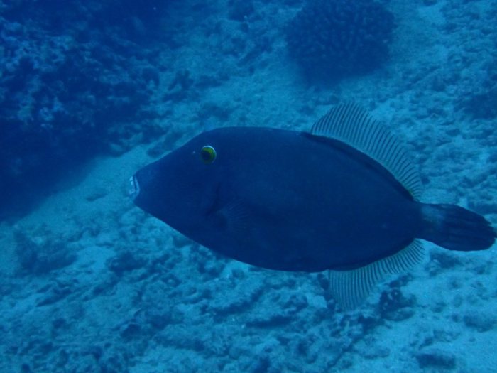 Cantherhines dumerilii