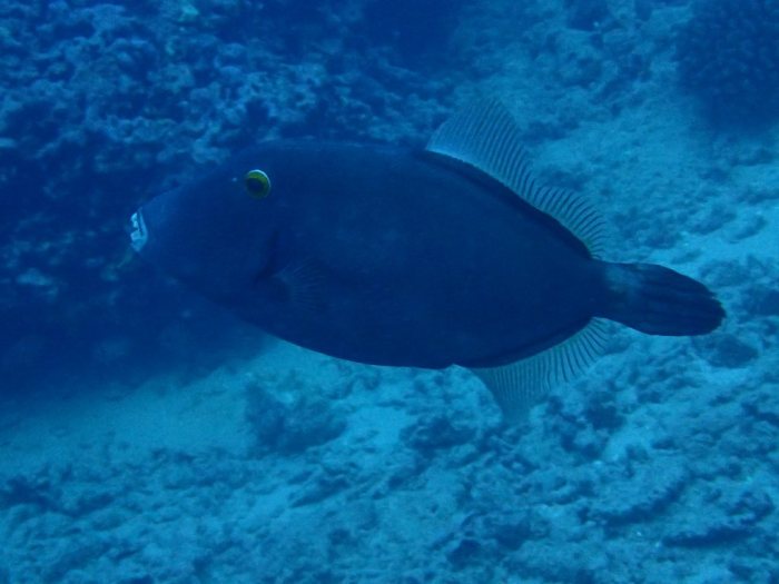 Cantherhines dumerilii