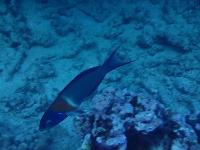 Thalassoma duperrey