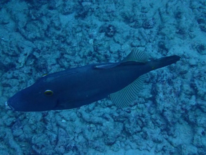 Cantherhines dumerilii