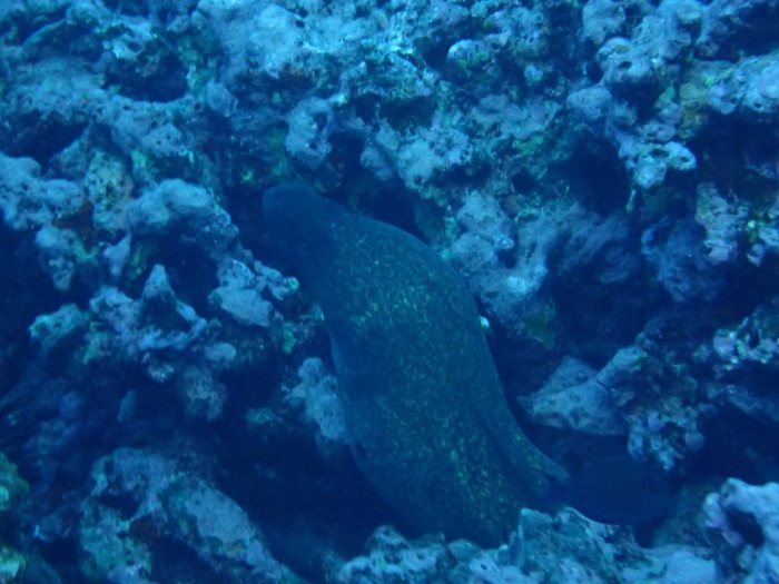 Gymnothorax javanicus