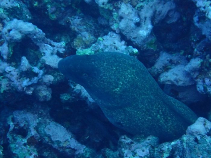 Gymnothorax javanicus