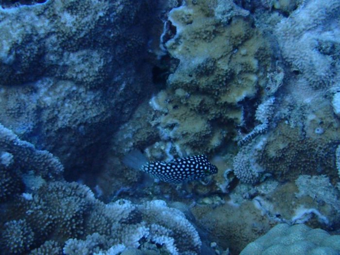 Canthigaster jactator