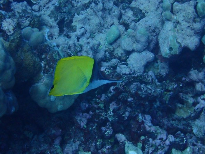 Forcipiger longirostris