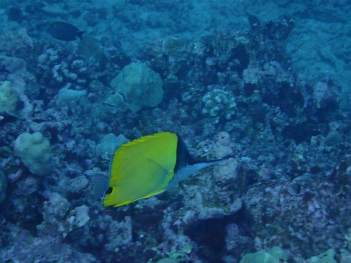 Forcipiger longirostris