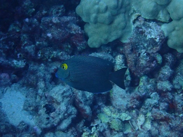Ctenochaetus strigosus