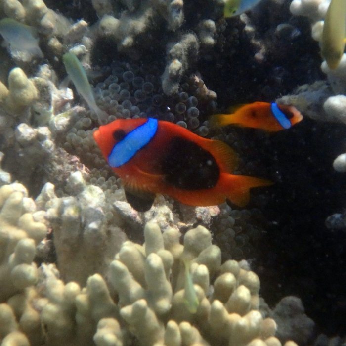 Amphiprion melanopus