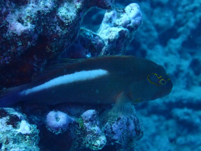Paracirrhites arcatus