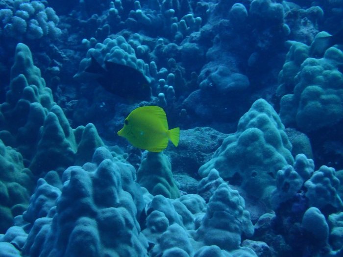 Zebrasoma flavescens