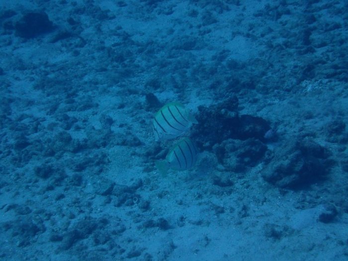 Acanthurus triostegus