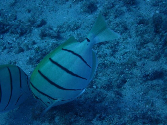 Acanthurus triostegus