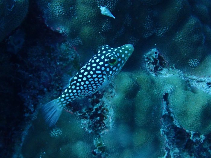 Canthigaster jactator