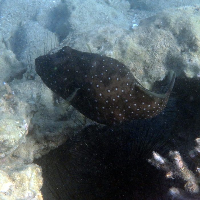 Arothron hispidus