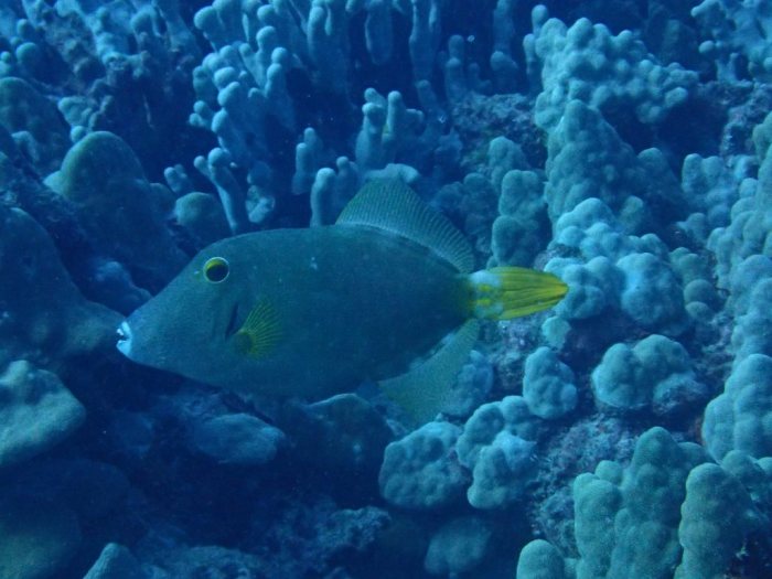Cantherhines dumerilii