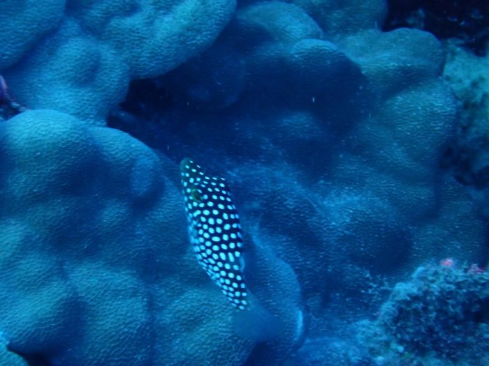 Canthigaster jactator