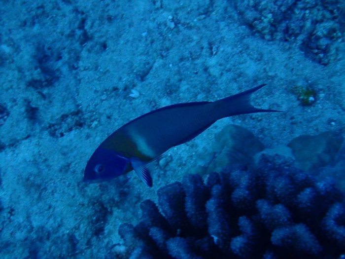 Thalassoma duperrey