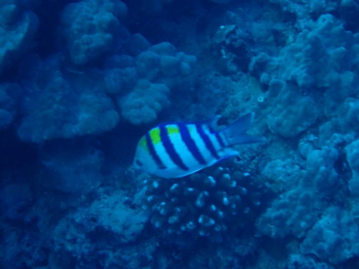 Abudefduf sexfasciatus