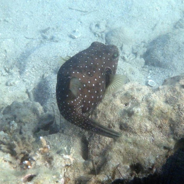 Arothron hispidus