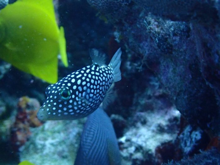 Canthigaster jactator