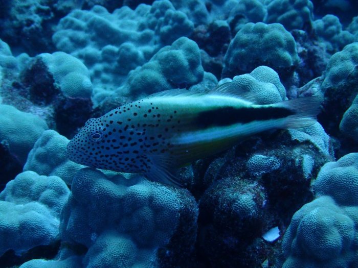 Paracirrhites forsteri