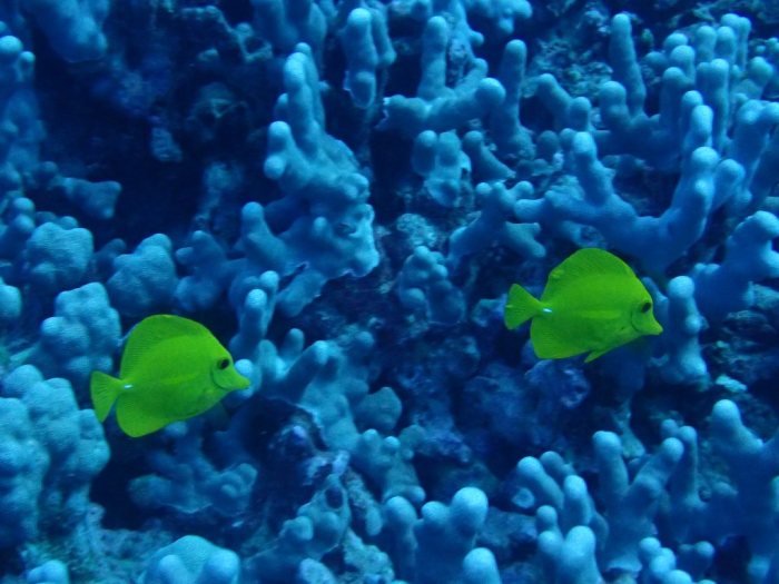 Zebrasoma flavescens