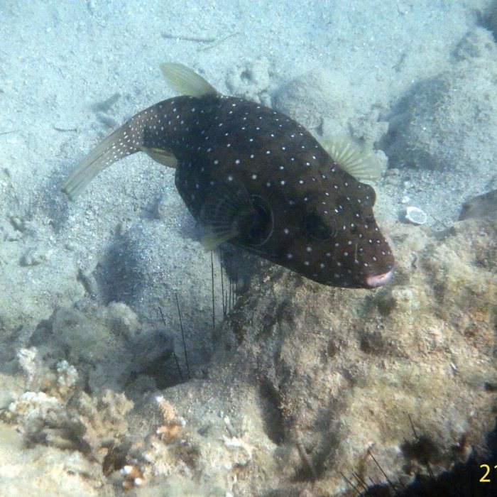 Arothron hispidus