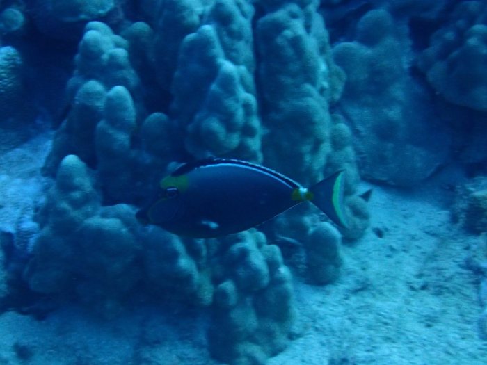 Naso lituratus