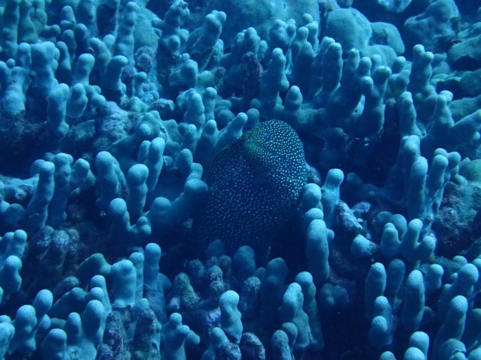 Gymnothorax meleagris