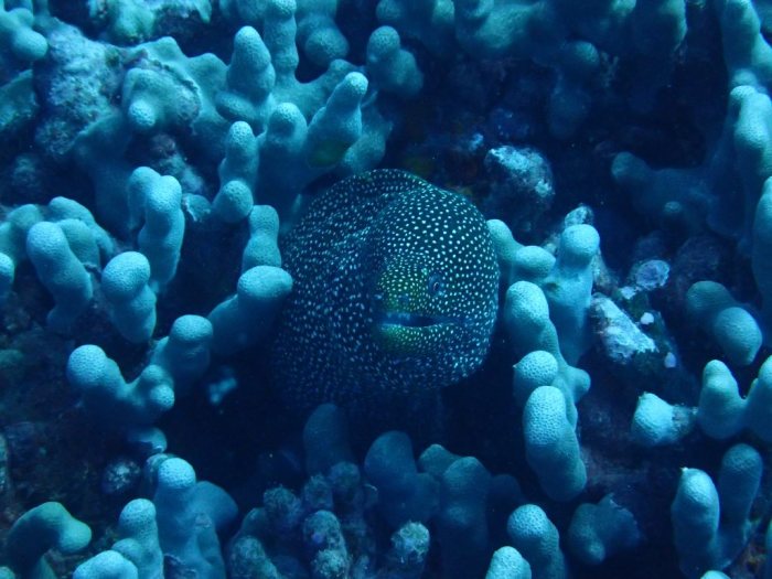 Gymnothorax meleagris