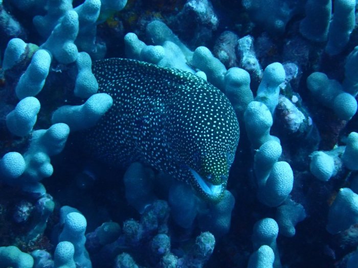 Gymnothorax meleagris