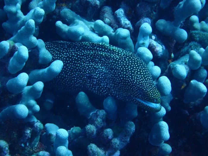 Gymnothorax meleagris