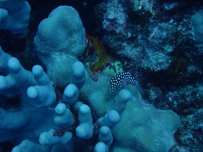 Canthigaster jactator