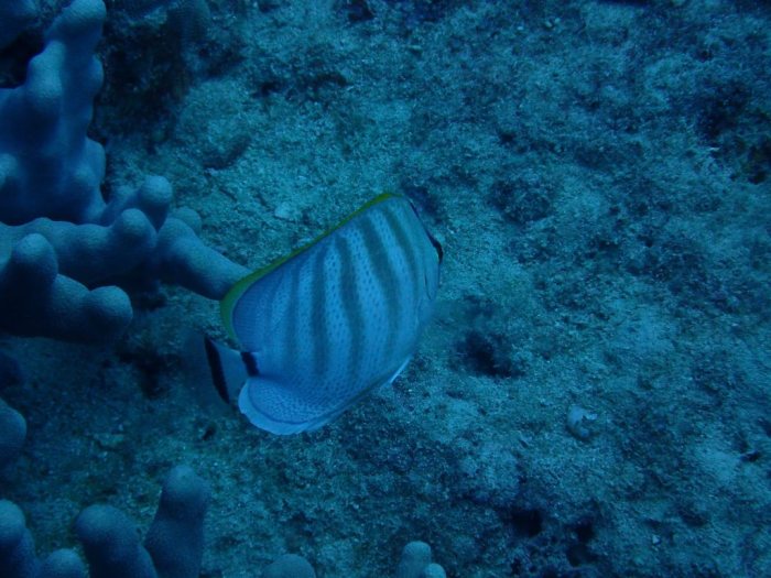 Chaetodon multicinctus