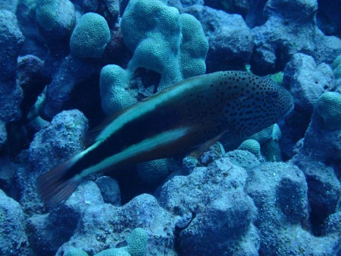 Paracirrhites forsteri