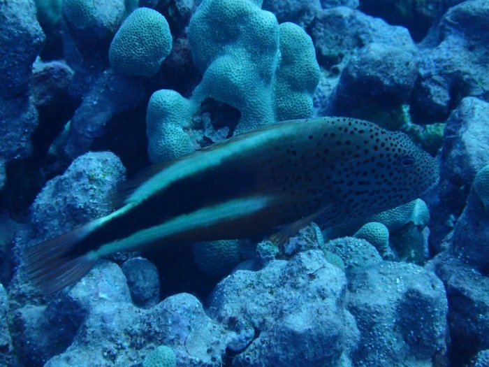 Paracirrhites forsteri