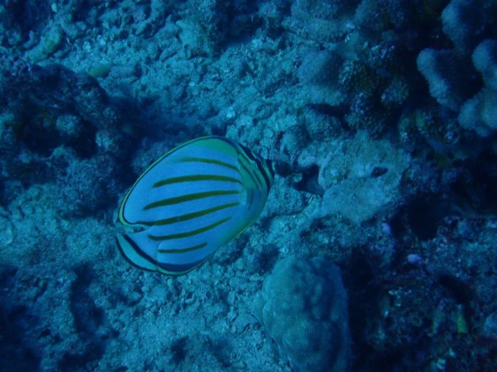 Chaetodon ornatissimus