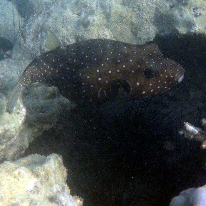 Arothron hispidus