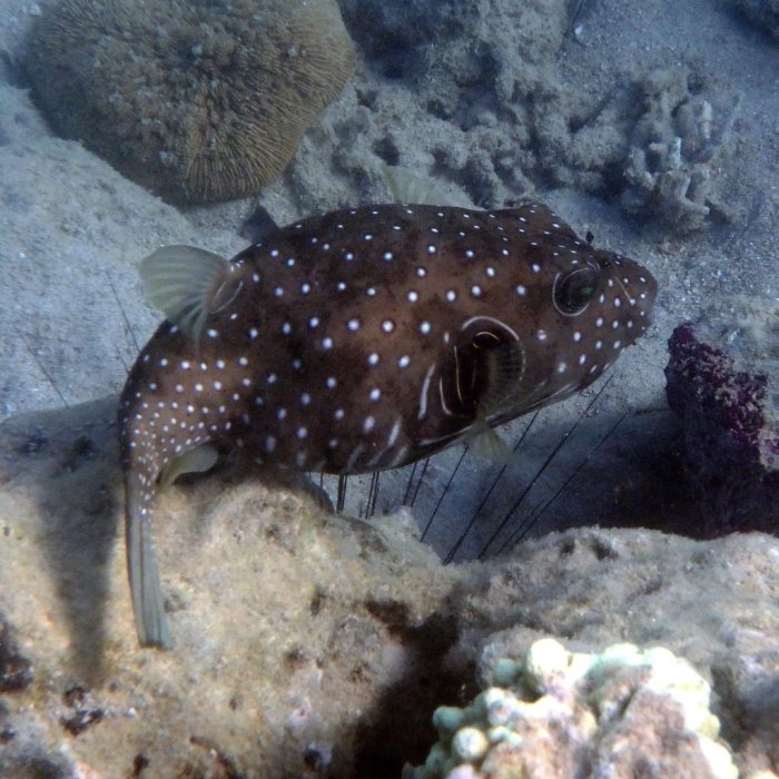Arothron hispidus