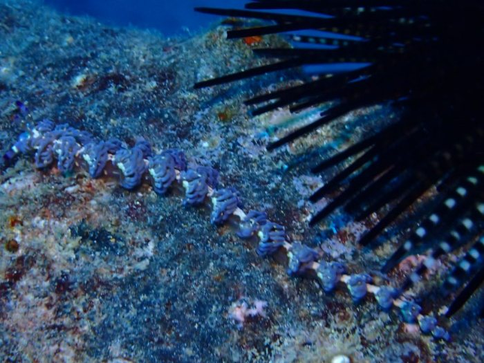 Pteraeolidia ianthina
