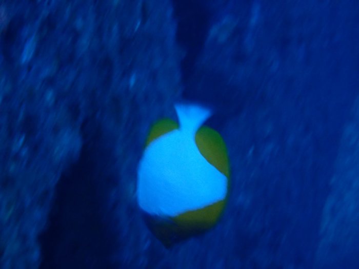 Hemitaurichthys polylepis