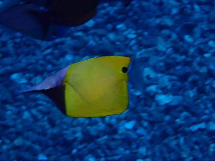 Forcipiger longirostris