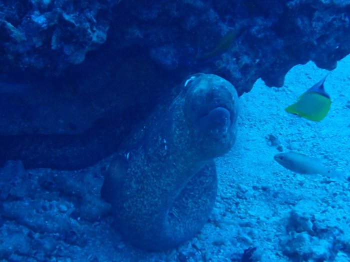 Gymnothorax flavimarginatus