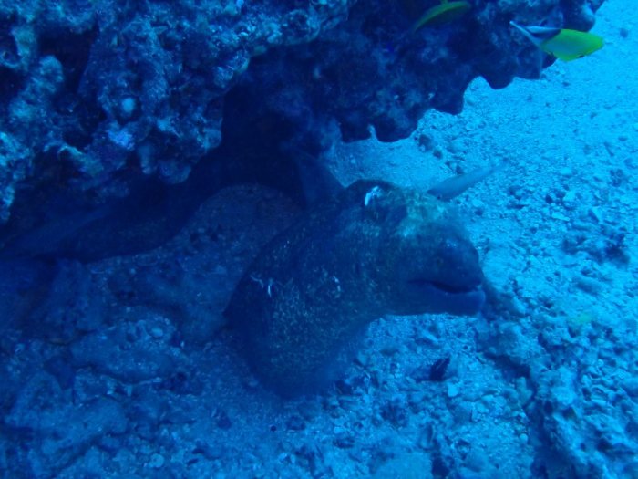 Gymnothorax flavimarginatus