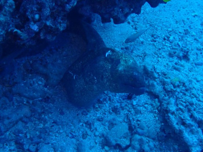 Gymnothorax flavimarginatus
