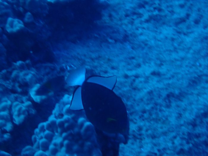 Melichthys vidua