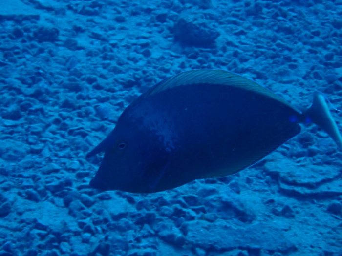 Naso unicornis