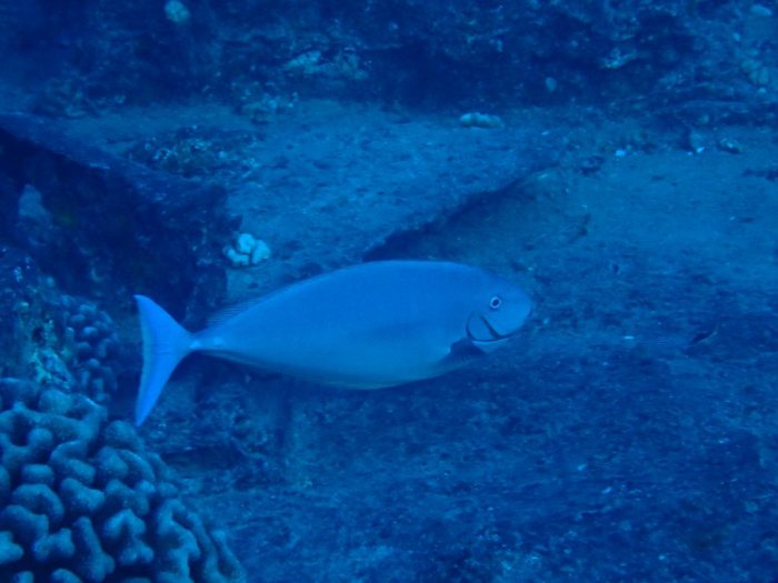 Naso hexacanthus